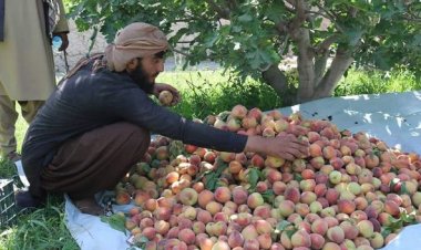 هلمند کې سږکال د شفتالو په حاصلاتو کې زیاتوالی راغلی.