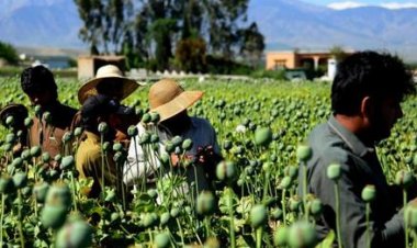 کورنیو چارو وزارت وايي، سرپرست حکومت له نشه ‌يي توکو سره مبارزې ته ژمن دی.