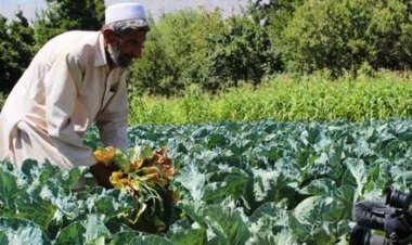 تېر کال په هېواد کې۲۴۱ کرنیزې پروژې پلې سوې