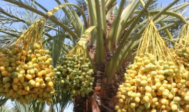 د ننګرهار کانال ریاست: د خرما بڼ حاصلات به ۲۰ ټنو ته لوړ سي