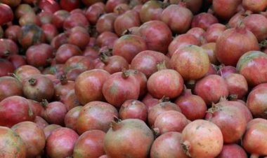 د کندهار یو شمېر بڼوال وايي، سږ کال يې د انارو حاصلات زیات دي، خو ډېره برخه يې چاودلي او د شپتي په نوم نباتي مرض يې کړی دی.