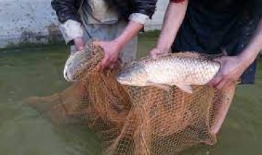 د کندهار د کرنې اوبو لګولو او مالدارۍ ریاست وايي، چې په دې ولایت کې ۱۵۲ د کبانو فارمونه او ۱۲۰۰ غټ او کوچني ډنډونه ( حوضونه) شته دي