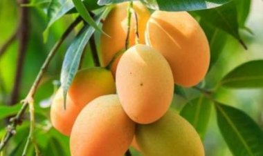 کرنې وزارت هېواد کې د بهرنیو میوو د کرنې په اړه څېړنې پيل کړې دي