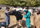 هلمند کي د غوا ګانو د پوستکي ناروغۍ واکسین پیل سوو.