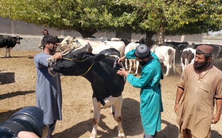 هلمند کي د غوا ګانو د پوستکي ناروغۍ واکسین پیل سوو.