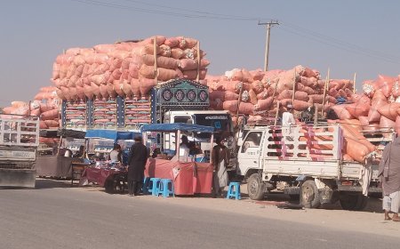 له پاکستان سره دلارو بندېدو له امله هلمند کې د کروندګرود پنبې حاصلات زیانمن سوي